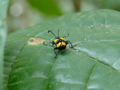 Lilioceris quadripustulata