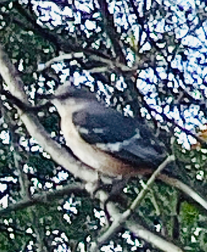 Northern Mockingbird