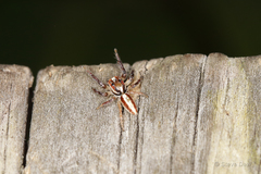 Cytaea alburna