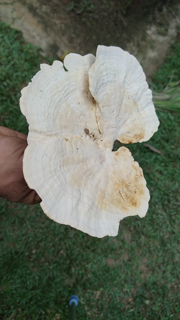 Trametes elegans · December 2025 · photo: © biomartita (iNaturalist, cc-by)