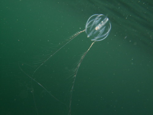 Sea Gooseberry, photo 5 of 8