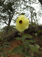 Decaschistia crotonifolia