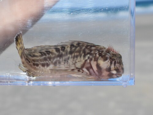 Molly miller (Scartella cristata) — Blenniidae — 4