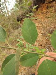 Decaschistia crotonifolia