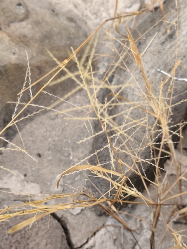 Mucronate Sprangletop (Dinebra panicea)