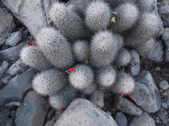Mammillaria albicans