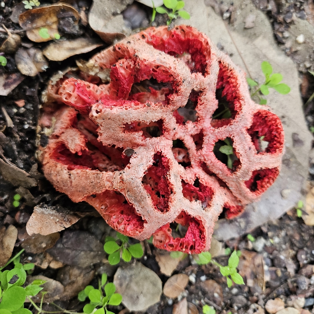 Clathrus ruber · January 2026 · photo: © bennett_grappone (iNaturalist, cc-by)