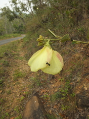 Decaschistia crotonifolia