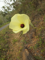 Decaschistia crotonifolia