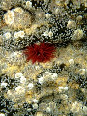 Actinia