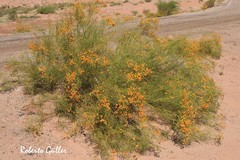 Senna aphylla