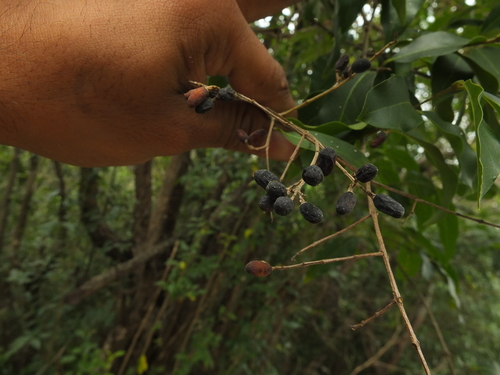 Image of Ligustrum robustum by (c) Siddarth Machado, some rights reserved (CC BY)