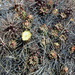 Cumulopuntia corotilla - Photo (c) Martin Lowry, μερικά δικαιώματα διατηρούνται (CC BY-NC), uploaded by Martin Lowry
