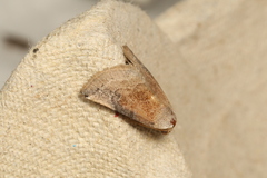 Mataeomera mesotaenia