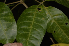Melicope elleryana