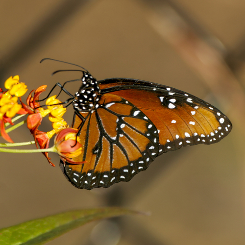 Queen butterfly