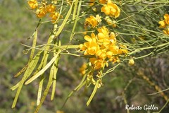 Senna aphylla