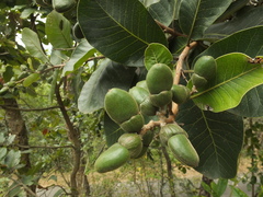 Semecarpus anacardium