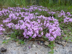 Thymus talijevii paucifolius