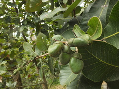 Semecarpus anacardium