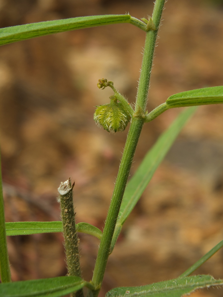 Tragia sanjappae