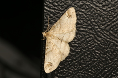 Syneora hemeropa