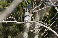 Eopsaltria pulverulenta