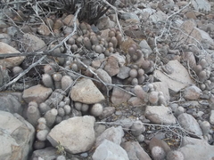 Mammillaria albicans