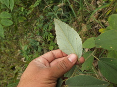 Decaschistia crotonifolia
