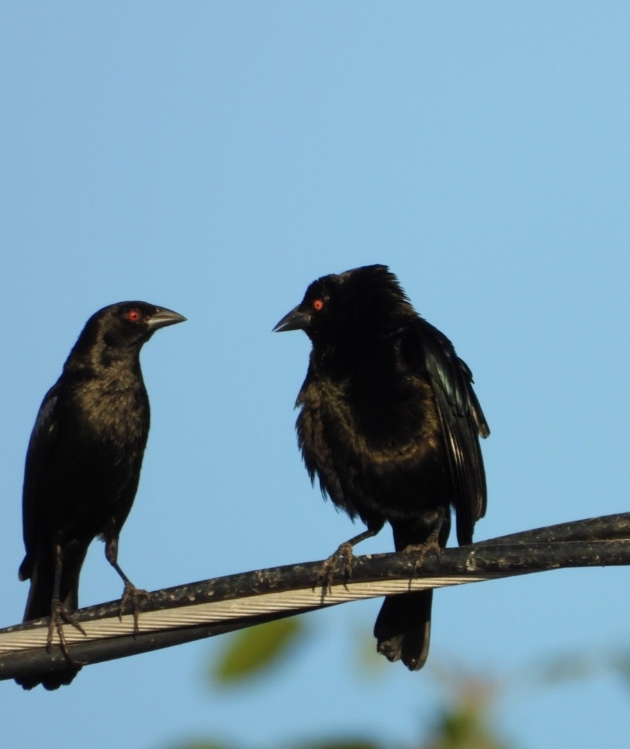 Bronzed Cowbird (Molothrus aeneus), photo 4