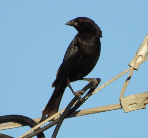 Bronzed Cowbird (Molothrus aeneus), photo 3