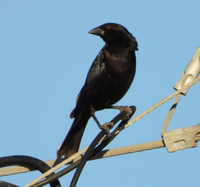 Bronzed Cowbird (Molothrus aeneus), photo 3