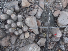 Mammillaria albicans