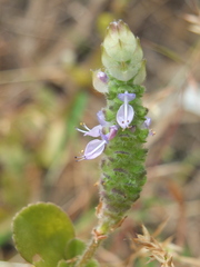 Coleus caninus