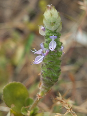 Coleus caninus
