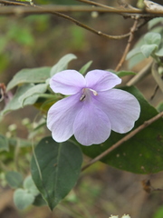 Barleria acuminata