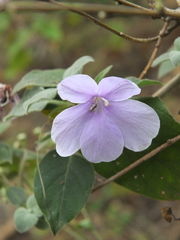 Barleria acuminata
