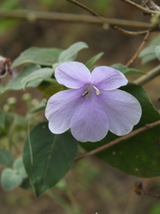 Barleria acuminata