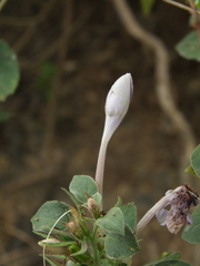 Barleria acuminata