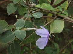 Barleria acuminata