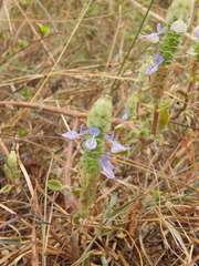 Coleus caninus