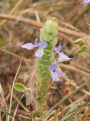 Coleus caninus