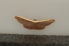 Idaea costaria