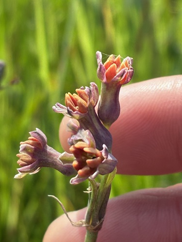 Tulbaghia capensis, photograph 6