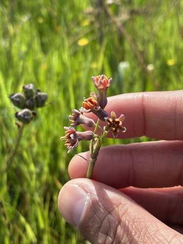 Tulbaghia capensis, photograph 5