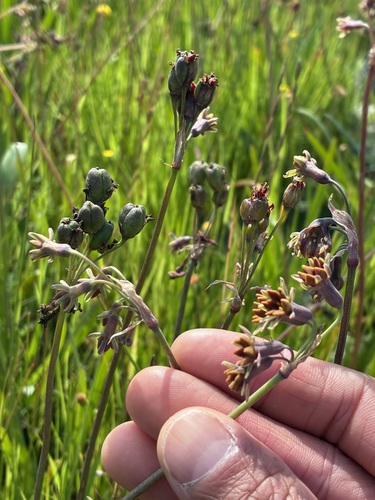 Cape Garlic (Tulbaghia capensis)