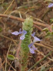 Coleus caninus