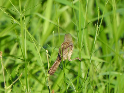 Long-tailed Reed Finch (Donacospiza albifrons), photo 9