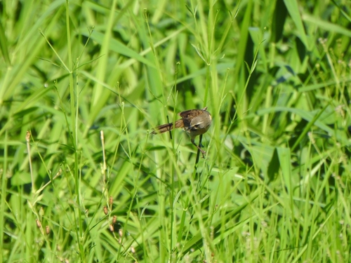 Long-tailed Reed Finch (Donacospiza albifrons), photo 8