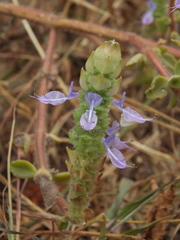 Coleus caninus